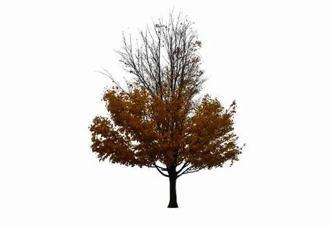 Tree in autumn Stock Photos