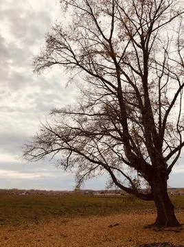 Tree in autumn Stock Photos
