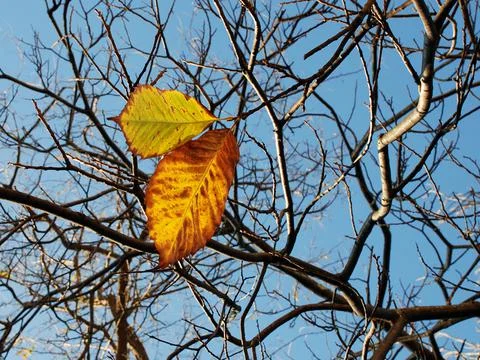 Tree in autumn 스톡 사진