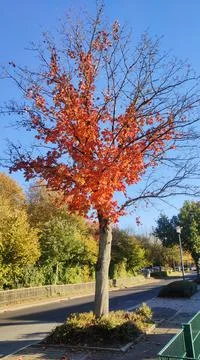 Tree in autumn Stock Photos