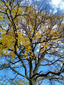 Tree in autumn Stock Photos