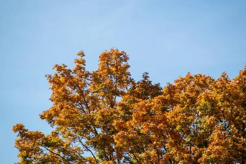 A tree in Autumn Stock Photos