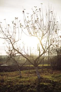 Tree in autumn Stock Photos