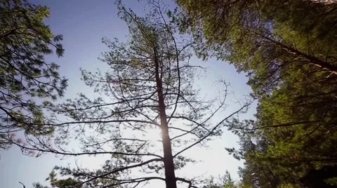 Tree in autumn, Wide Angle Stock Footage 68085675