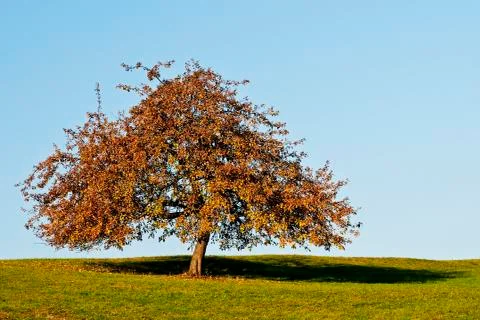 Tree in autumnal light Stock Photos