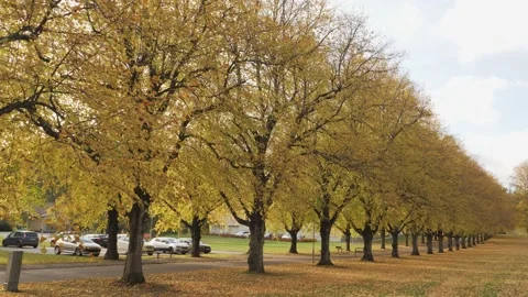 Tree Avenue With Fall Foliage, Pan Shot Stock Footage 230162646