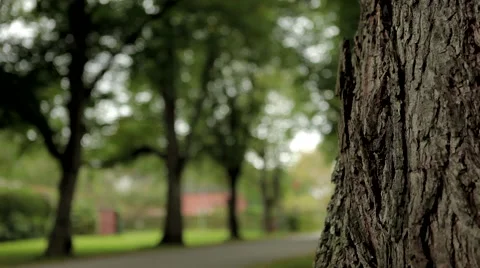 Tree avenue, focus shift 스톡 동영상 41433719