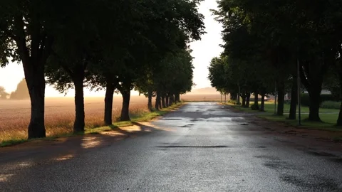 Tree avenue. Stock Footage 315247224