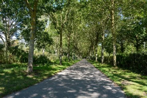 Tree avenue with path Stock Photos