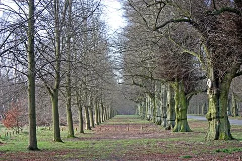 Tree Avenue. Stock Photos