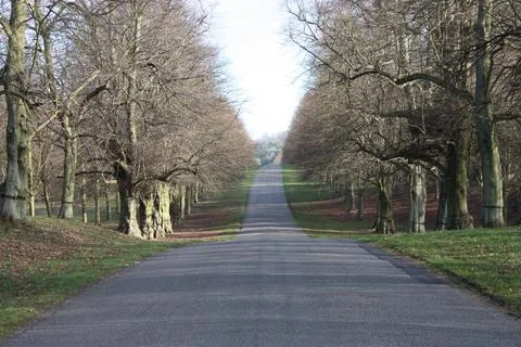 Tree Avenue. Stock Photos