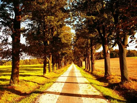 Tree avenue sunset Stock Photos