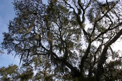 Tree with back light with spanish moss in myakka river state park florida til Fotos de archivo