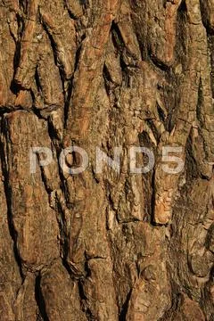 Tree back texture pattern Stock Photos