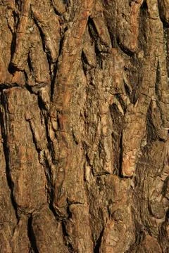 Tree back texture pattern Stockfoto's