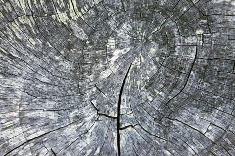 Tree backgound Stock Photos