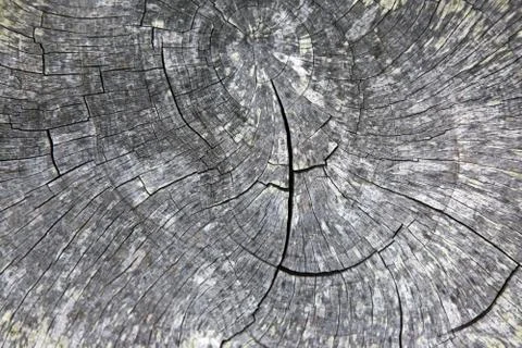 Tree backgound Stock Photos