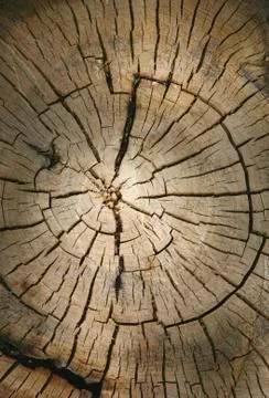 Tree backgound Stock Photos