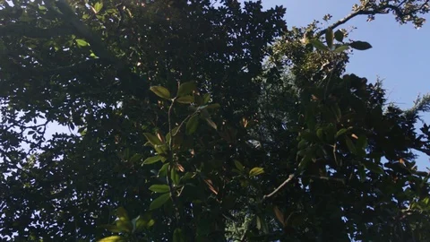 Tree on the background and tree branch Video stock 105723198