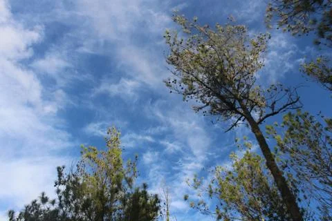 Tree background with blue clouds Stock Photos