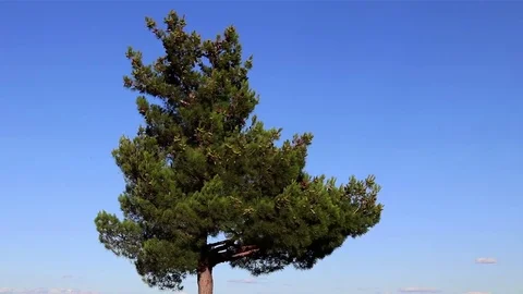 Tree background blue sky Stock Footage 82925182