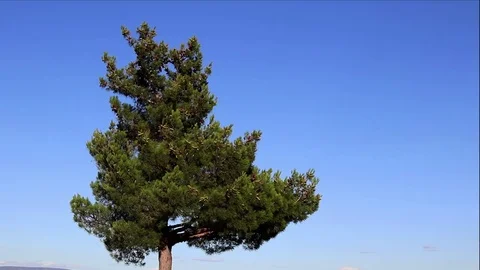 Tree background blue sky Stock Footage 82925239