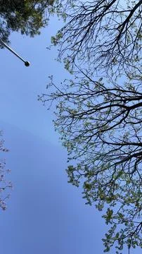 Tree at the background of blue sky Stock Photos