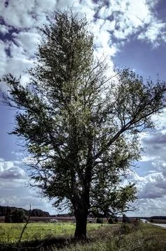 Tree on the background of blue sky with white clouds. Toned. Stock Photos