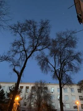 Tree on the background of buildings in the evening Stock Photos