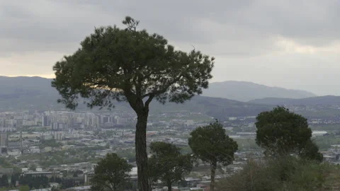 A tree on the background of the city Video stock 238782383
