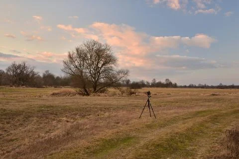Tree on a background of the cloudy sky in autumn or spring. Dusk. Stock Photos