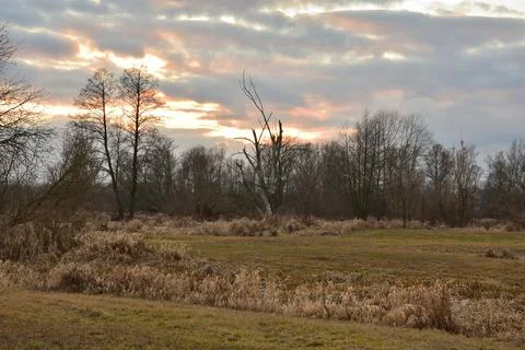 Tree on a background of the cloudy sky in autumn or spring. Dusk. Stock Photos