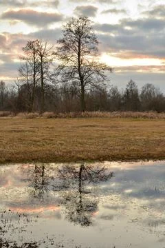 Tree on a background of the cloudy sky in autumn or spring. Dusk. Stock Photos