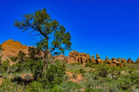 A tree on the background of an Eroded landscape, Arches National Park, Moab,  스톡 사진
