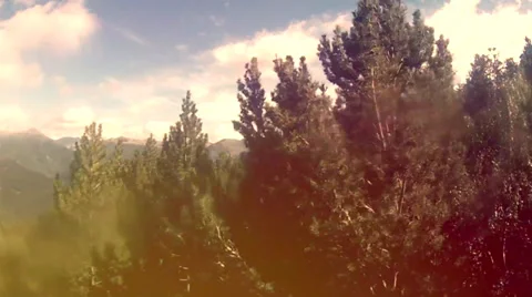 Tree background Stock Footage 32350289