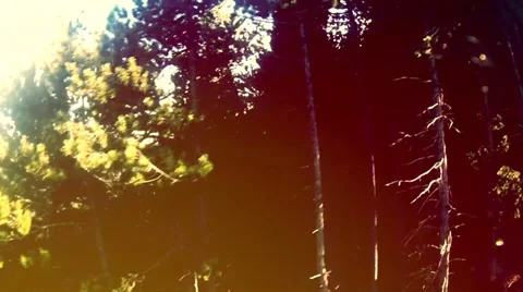 Tree background Stock Footage 32350346