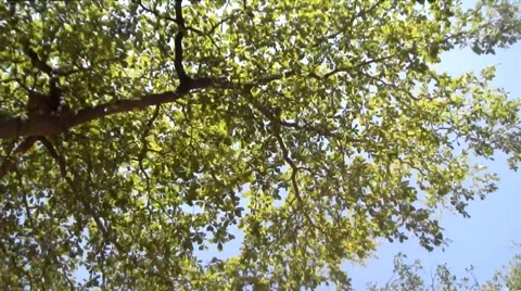 Tree as background 動画素材 40274072