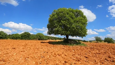 Tree background Stock Footage 82857060