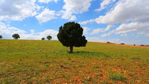 Tree background Stock Footage 82857286