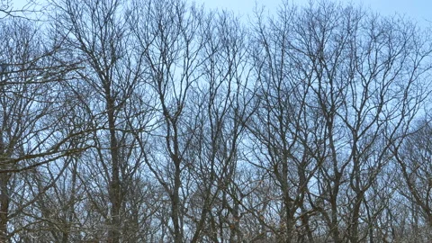 Tree Background Stock Footage 237015700