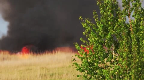 The tree on the background of a forest fire Stock Footage 63171382