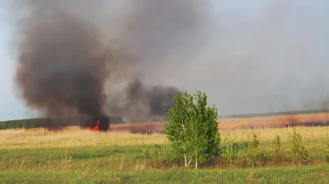 The tree on the background of a forest fire Stock Footage 63171389