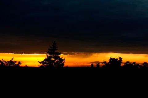 Tree on a background of golden sunset Stock Photos