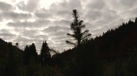Tree on a background of gray clouds Stock Footage 68809122