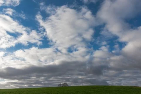 Tree in the background of a green field with cloudy sky Foto stock