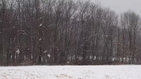Tree background heavy snow dark mood Stock Footage 262379591