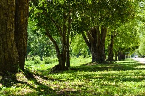 Tree background image Foto stock