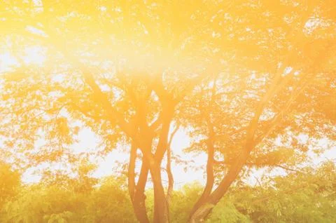 Tree Background with Light Leak. Stock Photos