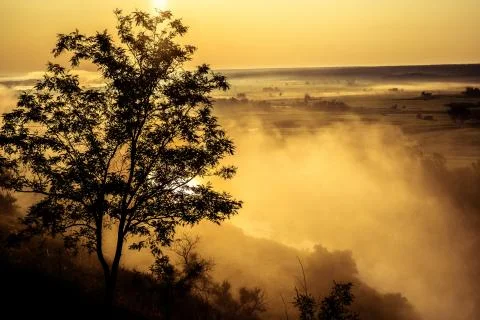 Tree on background of misty field 스톡 사진