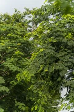 Tree background with moody lighting Stock Photos